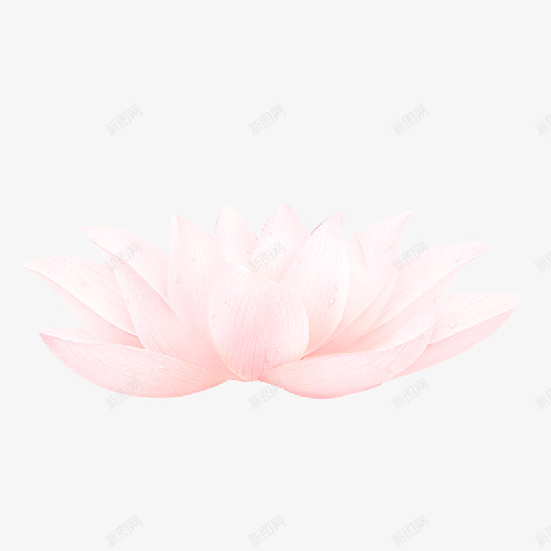 荷花png免抠素材_88icon https://88icon.com 植物 浅粉色 花草 莲花 莲花纹