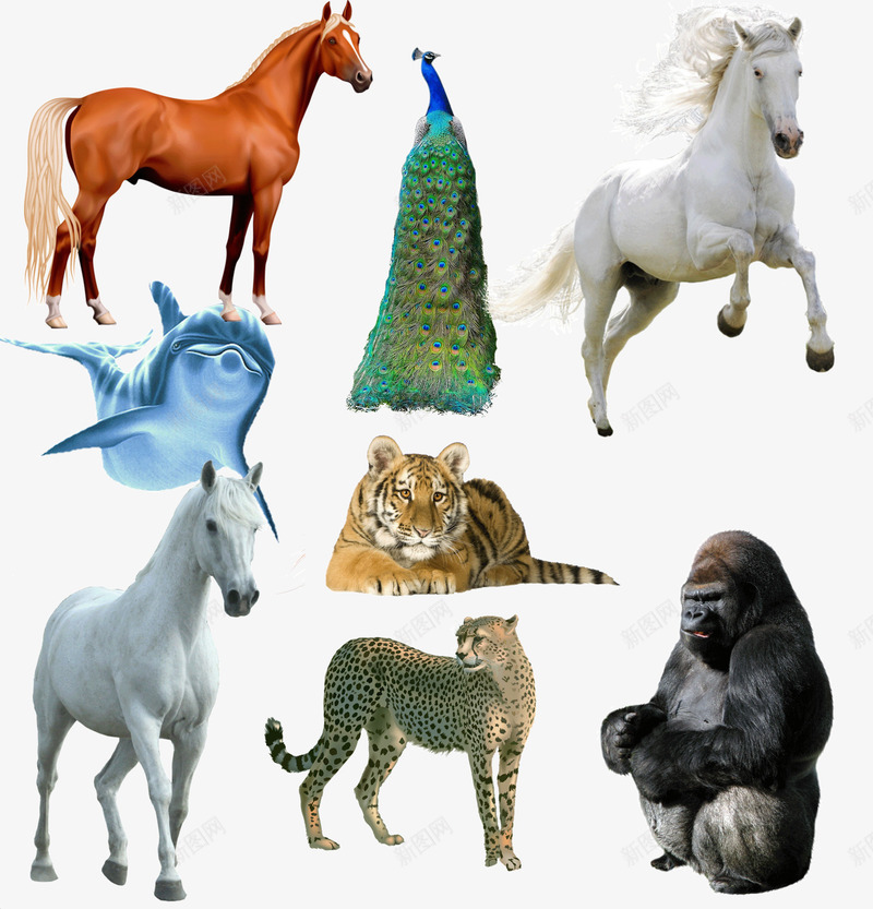 动物组图png免抠素材_88icon https://88icon.com 动物 动物世界 动物园 孔雀 猩猩 老虎 马