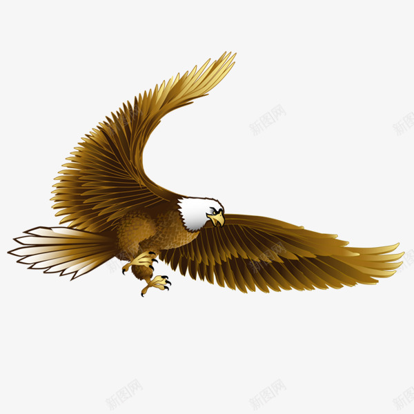 英伟的老鹰png免抠素材_88icon https://88icon.com 老鹰 隼形目鸟类 飞鹰 鹰 鹰科的鸟类