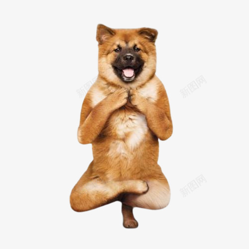 正在练功的狗狗png免抠素材_88icon https://88icon.com 平常心 打坐 狗 狗狗 猫咪