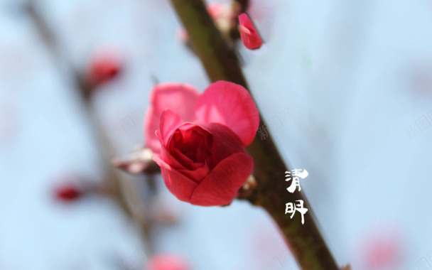 春天四月清明节青团海报背景27背景图片 春天四月清明节青团海报背景27背景