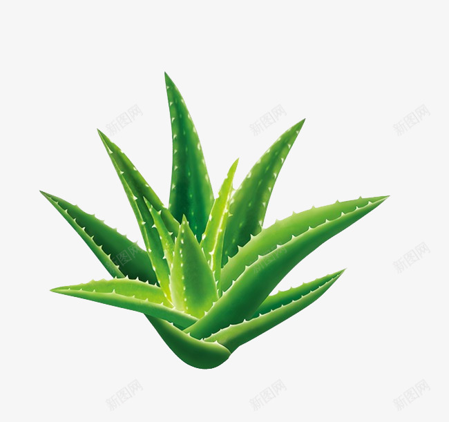 绿色芦荟png免抠素材_88icon https://88icon.com 实物 植物 绿色 芦荟 装饰 高清