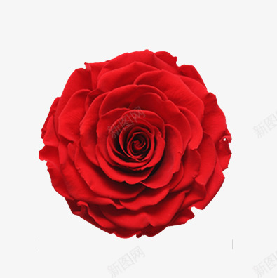 一朵玫瑰花片png免抠素材_88icon https://88icon.com 一朵玫瑰花 婚庆玫瑰花 情人节玫瑰花 植物 浪漫 漫画花束 玫瑰 玫瑰红色 玫瑰鲜花 红玫瑰 红色 绿色植物 花卉 花朵