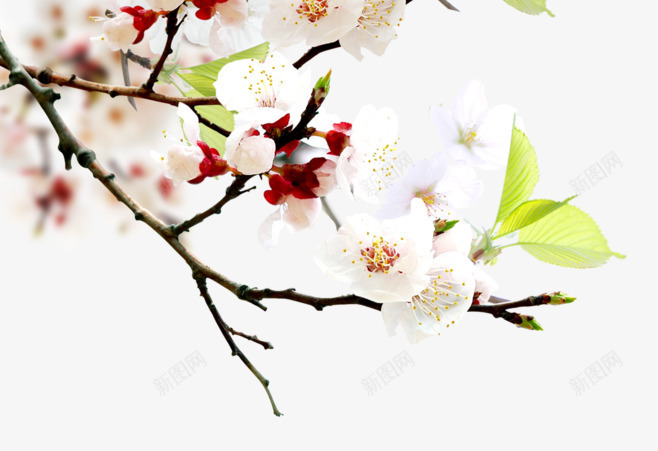 春天绽放桃花枝条png免抠素材_88icon https://88icon.com 春天 枝条 树枝 桃花 粉色 嫩叶 春美元素