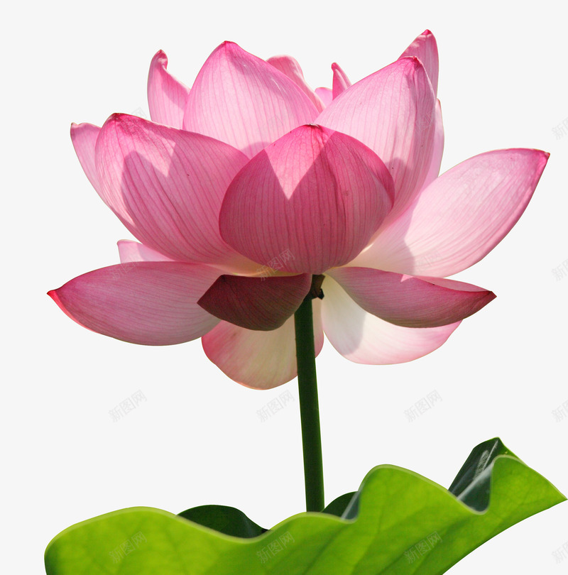 绽放的荷花手绘图png免抠素材_88icon https://88icon.com 桔梗 绿叶 美丽的 花卉 花朵 花瓣 荷花