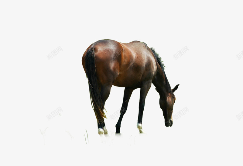 动物png免抠素材_88icon https://88icon.com 奔弛的马 白马 草原马 马匹 骏马
