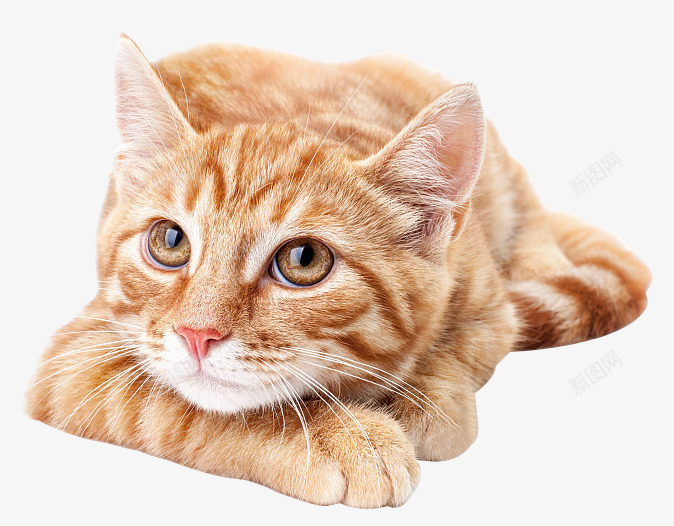 趴着的小猫咪png免抠素材_88icon https://88icon.com png图形 png装饰 动物 卖萌小猫 宠物 小猫咪 装饰