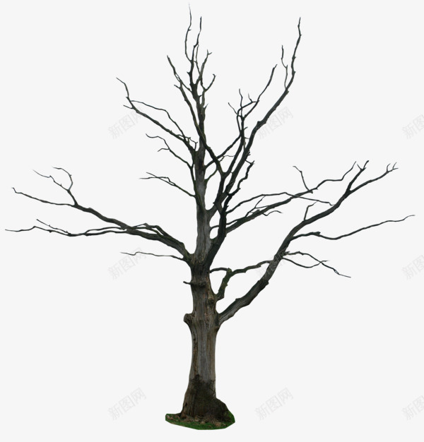 枯树枝枯树干植物树干png免抠素材_88icon https://88icon.com 一棵枯树 枯树 树干 树枝 植物