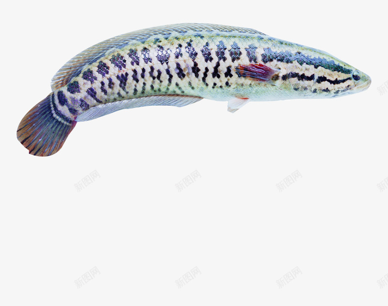 海青斑鱼psd免抠素材_88icon https://88icon.com 斑鱼 水中生物 海青斑鱼 海鱼 海鲜 深海斑鱼 食物 黑斑鱼