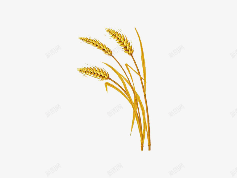 丰收稻子稻谷条psd免抠素材_88icon https://88icon.com 丰收 免扣 稻子 稻谷