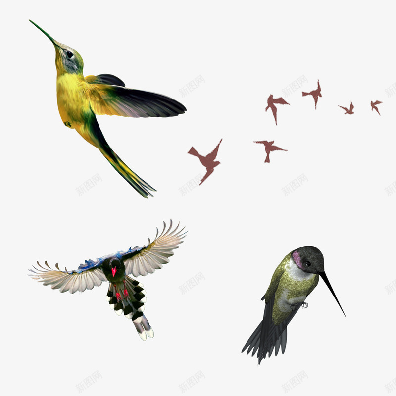 工笔画水墨鸟类png免抠素材_88icon https://88icon.com 动物 工笔鸟 插画 水墨画 素材 鸟类