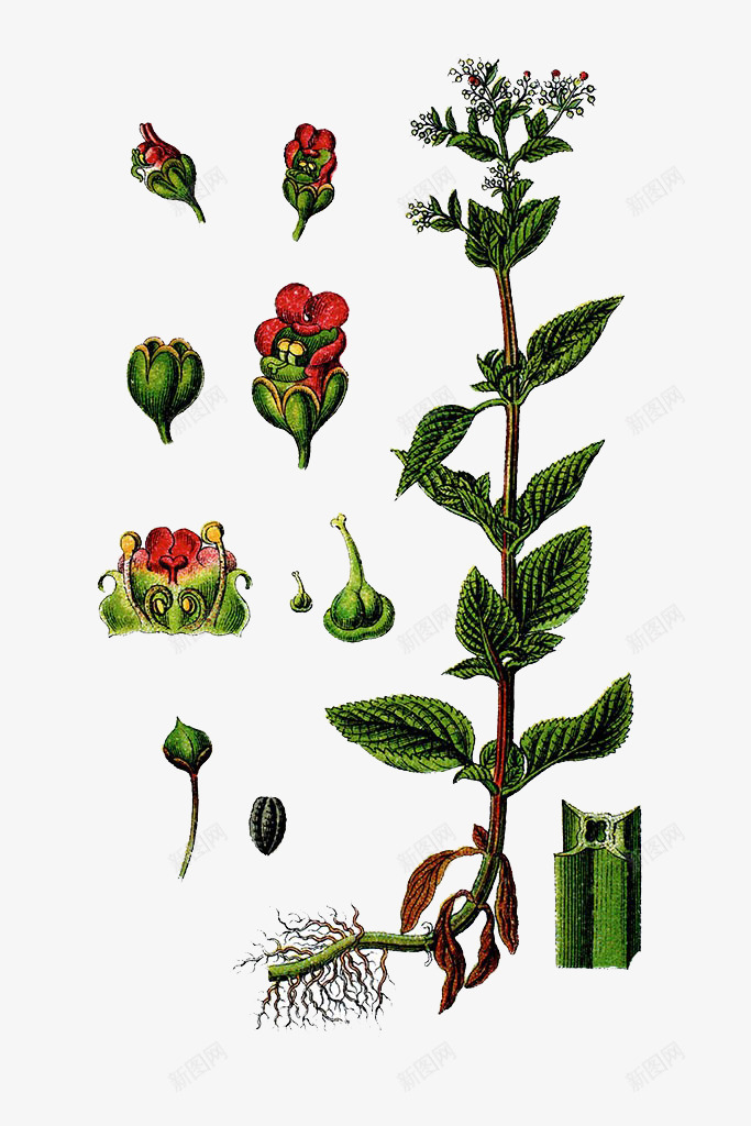 玄参药草插画png免抠素材_88icon https://88icon.com 中草药手绘 水 玄参科 玄参药草插画 红色花 草本植物 药材
