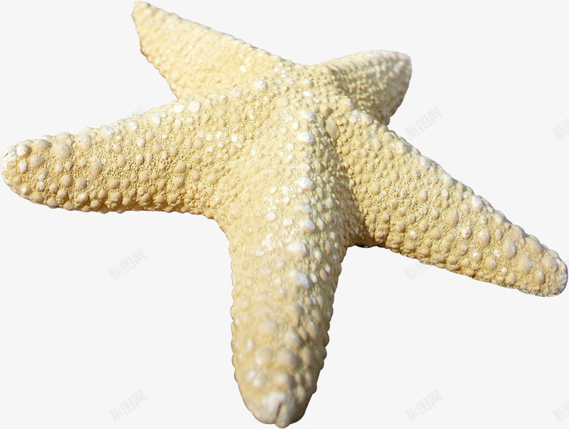 手绘夏日海边沙滩海星png免抠素材_88icon https://88icon.com 夏日 沙滩 海星 海边 设计