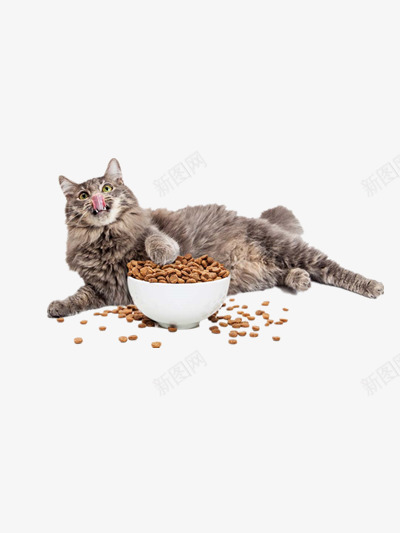 宠物png免抠素材_88icon https://88icon.com 动物 宠物 猫粮