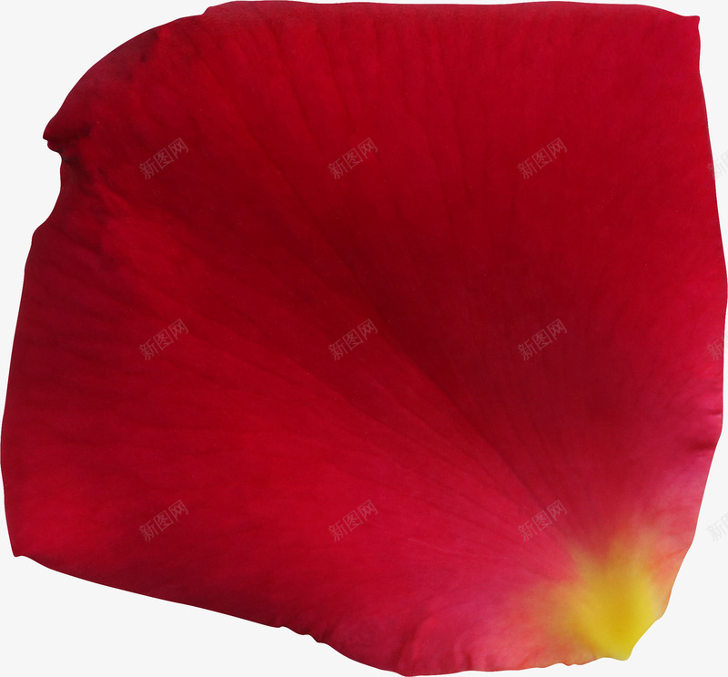 红色玫瑰png免抠素材_88icon https://88icon.com 一片花瓣免费下载 玫瑰 玫瑰花瓣 红色花瓣 花瓣