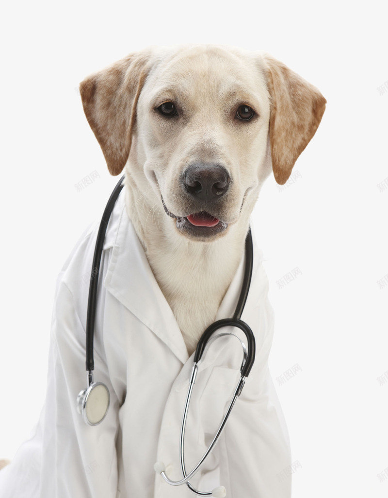 拟人拉布拉多犬png免抠素材_88icon https://88icon.com 动物 医生 医疗人员 可爱 听诊器 哺乳动物 实物 宠物狗 拉布拉多犬 拟人拉布拉多犬 概念 白色 长袍