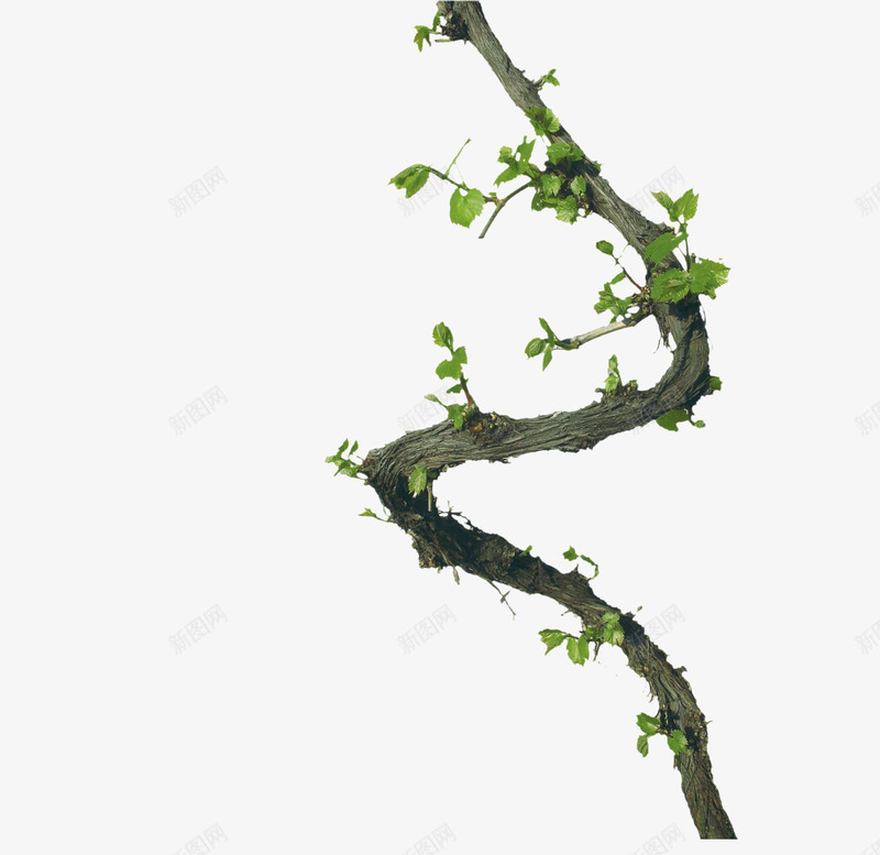 春天的藤蔓png免抠素材_88icon https://88icon.com 植物 葡萄藤 藤蔓 春天 春季 发芽 嫩叶