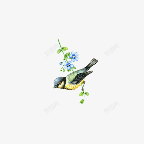 彩色画眉鸟png免抠素材_88icon https://88icon.com 动物素材 小鸟 彩色鸟 画眉鸟 鸟类