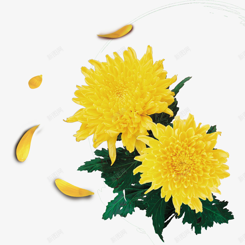 菊花png免抠素材_88icon https://88icon.com 园艺店 手绘鲜花 抽象鲜植 植物花卉 欣赏 法国蜡菊 真实 花 花束 茶 茶叶 菊花 菊花图案 菊花茶 观赏 雏菊 黄色