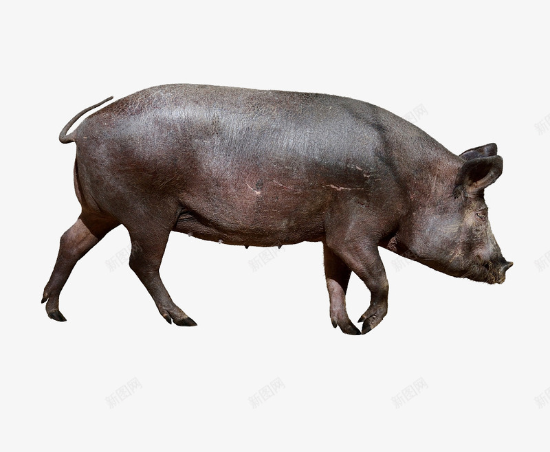 实物黑毛猪侧面png免抠素材_88icon https://88icon.com 侧面 光滑的皮毛 动物 家畜 牲畜 猪 黑毛猪