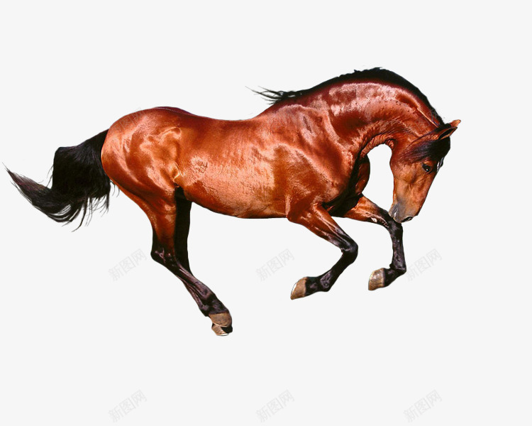 红色骏马png免抠素材_88icon https://88icon.com 一匹 卡通 奔跑 手绘 毛发 红色 骏马 黑色