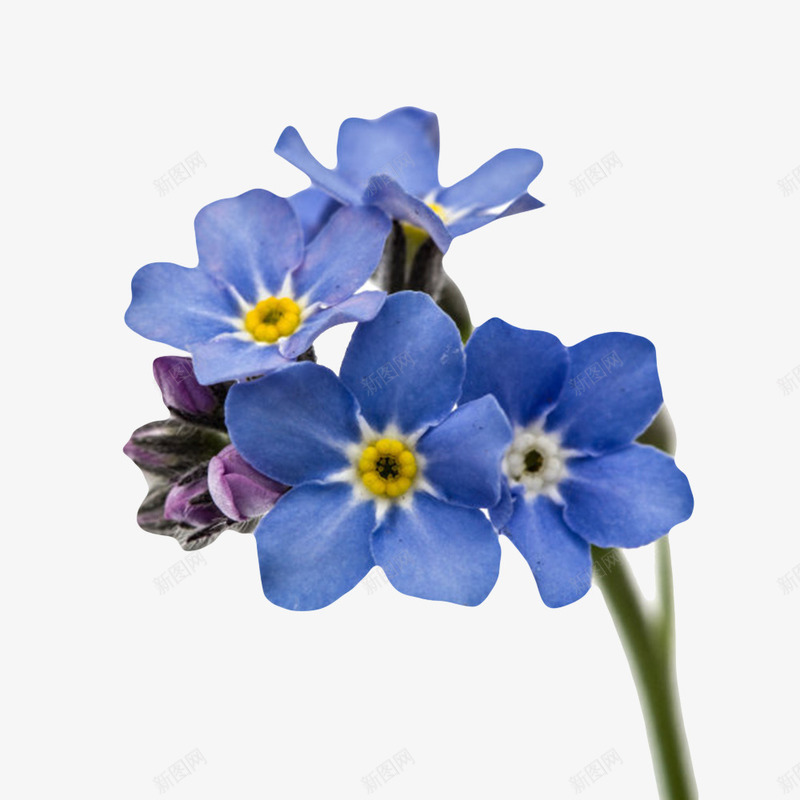 蓝色草本植物带梗黄芯琉璃苣实物png免抠素材_88icon https://88icon.com 免扣 免费下载 植物 琉璃苣 花朵 草本 蔬菜 调味料 黄瓜香味