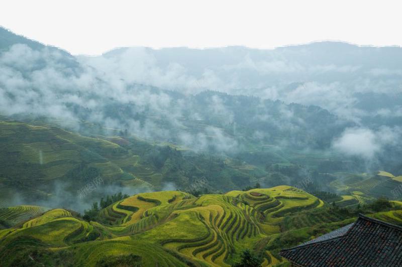 西龙脊梯田风景png免抠素材_88icon https://88icon.com 广西 旅游 景点 梯田 风景