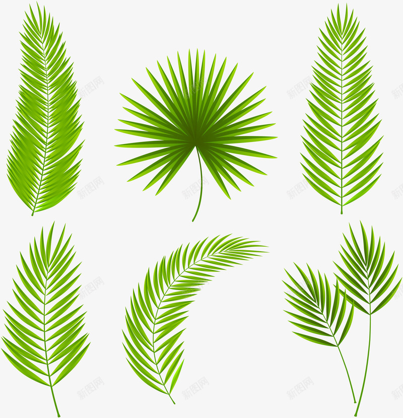 植物热带叶子png免抠素材_88icon https://88icon.com 元素 叶子 夏日 植物 点缀 热带 装饰