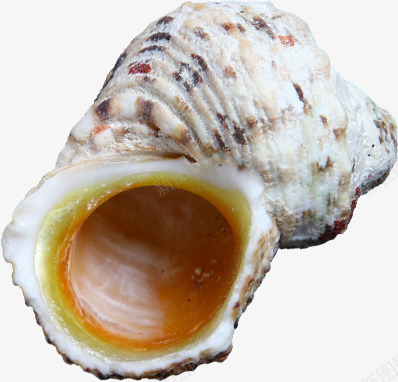 摄影海边沙滩贝壳png免抠素材_88icon https://88icon.com 摄影 沙滩 海边 贝壳