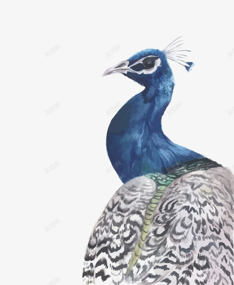 水彩孔雀矢量图eps免抠素材_88icon https://88icon.com 孔雀 手绘 水彩 蓝孔雀 蓝色 雄孔雀 鸟类 矢量图