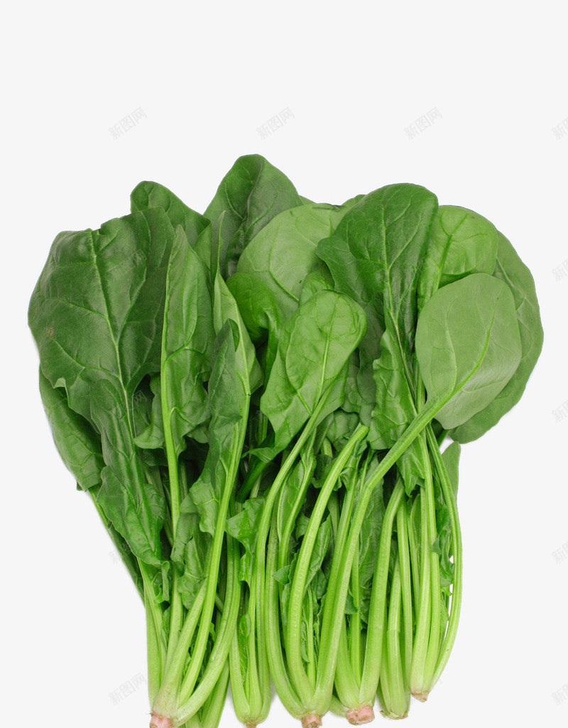 菠菜特写png免抠素材_88icon https://88icon.com png图片 产品实物 吃出健康 时令蔬菜 绿色食品免费png 赤根菜 进口蔬菜 高清菠菜特写