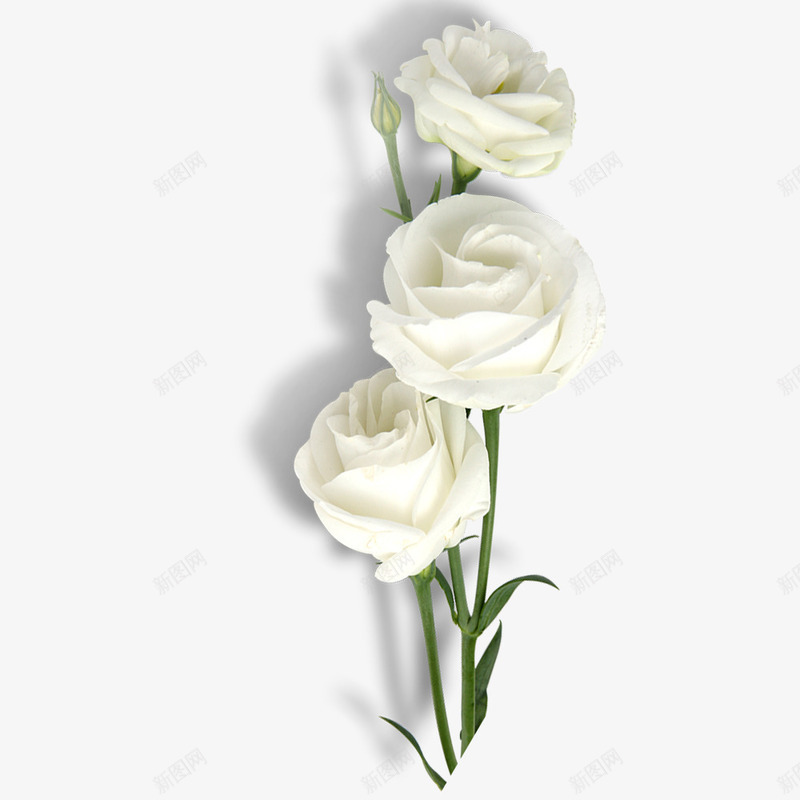 白色玫瑰png免抠素材_88icon https://88icon.com 叶子 手绘 桔梗 玫瑰 白色 简图 绿色 花朵 装饰