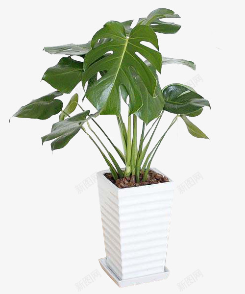 净化环境的植物png免抠素材_88icon https://88icon.com 天然 室内种植 植物 生态 盆栽 观赏 龟背竹