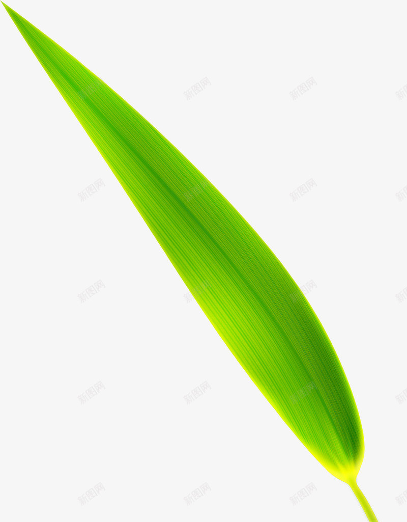 青翠竹叶细长端午png免抠素材_88icon https://88icon.com 端午 竹叶 细长 青翠