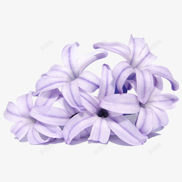 紫色兰花png免抠素材_88icon https://88icon.com 兰花 正面 紫色 阴影