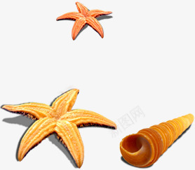 沙滩海星贝壳png免抠素材_88icon https://88icon.com 沙滩 海星 贝壳