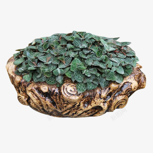 金线莲盆景png免抠素材_88icon https://88icon.com 植物 盆景 药材 药用 药草 金线莲