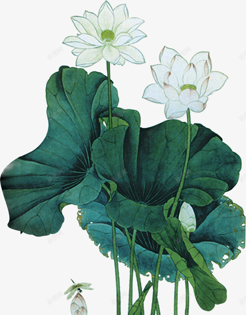 手绘荷花中国风png免抠素材_88icon https://88icon.com 国风 素材 荷花