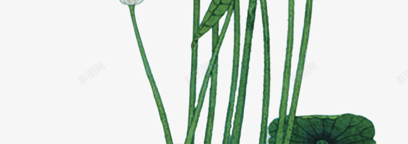 手绘荷花中国风png免抠素材_88icon https://88icon.com 国风 素材 荷花