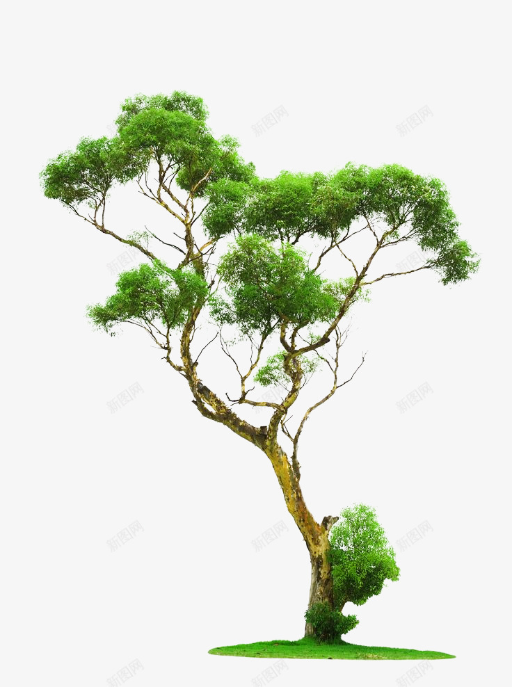 绿色大树草地装饰图案png免抠素材_88icon https://88icon.com 免抠PNG 大树 绿色 草地 装饰图案