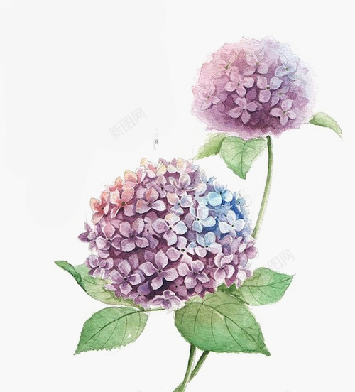 紫色的花草png免抠素材_88icon https://88icon.com 紫色 紫草 花 草 装饰