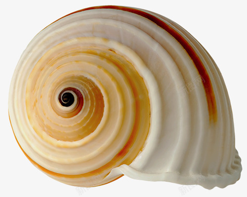 shellpng免抠素材_88icon https://88icon.com 产品实物 海贝 海鲜 贝壳 软体动物