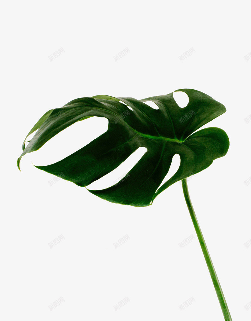 春天绿色ins大片叶子png免抠素材_88icon https://88icon.com ins 大片叶子 春天 绿色