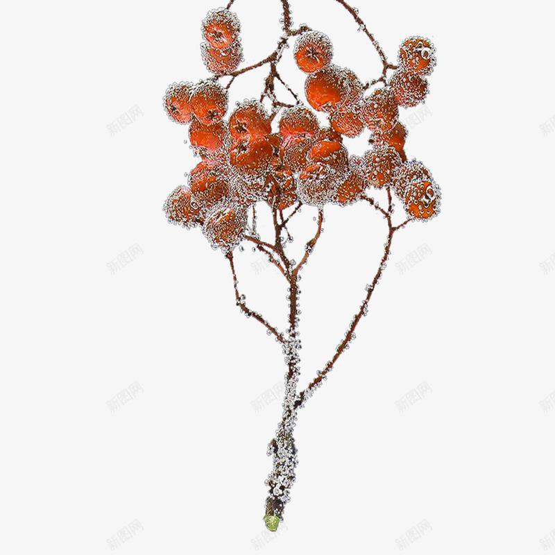 霜降节气山楂果树枝装饰psd免抠素材_88icon https://88icon.com 300像素 下载 大图 山楂果树枝 装饰 透明底色 霜降节气 霜降节气山楂果树枝装饰下载