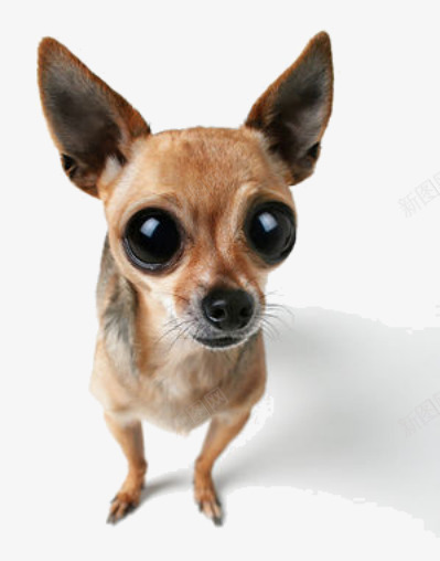 狗狗png免抠素材_88icon https://88icon.com 可爱 实拍 小鹿犬 狗狗
