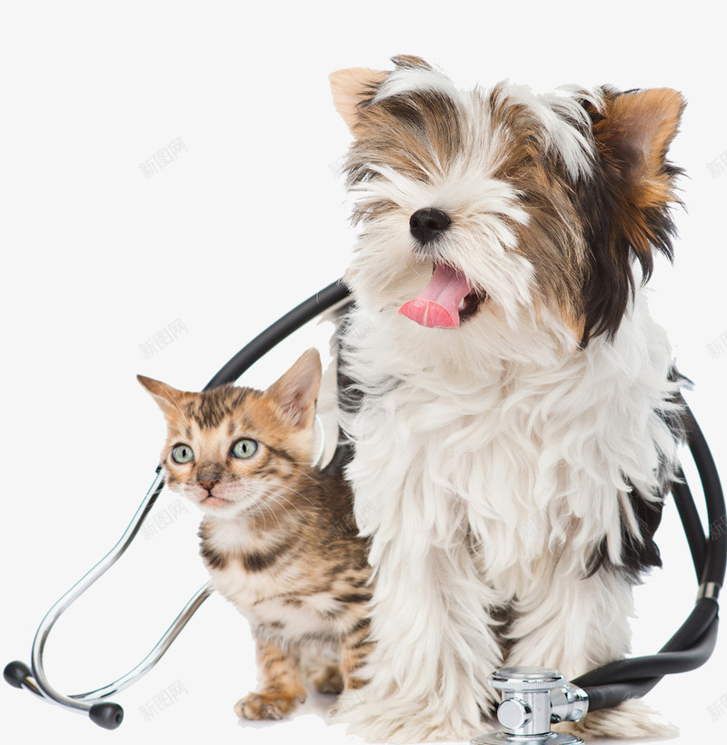 可爱动物小猫咪和小狗png免抠素材_88icon https://88icon.com 动物 卖萌小猫 可爱 可爱动物小猫咪和小狗 可爱猫咪 小狗 小猫咪