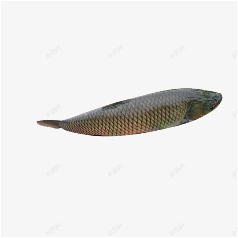 生鲜鱼png免抠素材_88icon https://88icon.com 海鲜 生鲜 生鲜素材 生鲜食品 肉类 超市生鲜 超市食物 食品 鱼