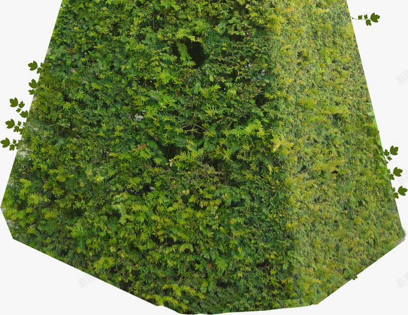 园艺树木png免抠素材_88icon https://88icon.com 园子 园林 树木 植物 花园 花草树木