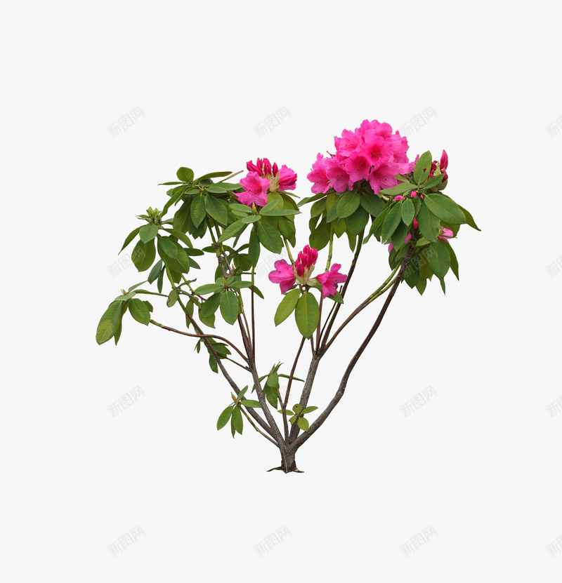 园林景观花草树林png免抠素材_88icon https://88icon.com 园林 景观 花草