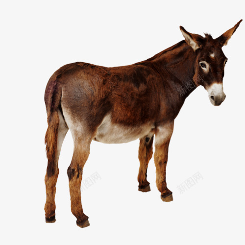 驴红黑回头动物png免抠素材_88icon https://88icon.com 动物 回去 回头 红黑 驴 驴子卡通